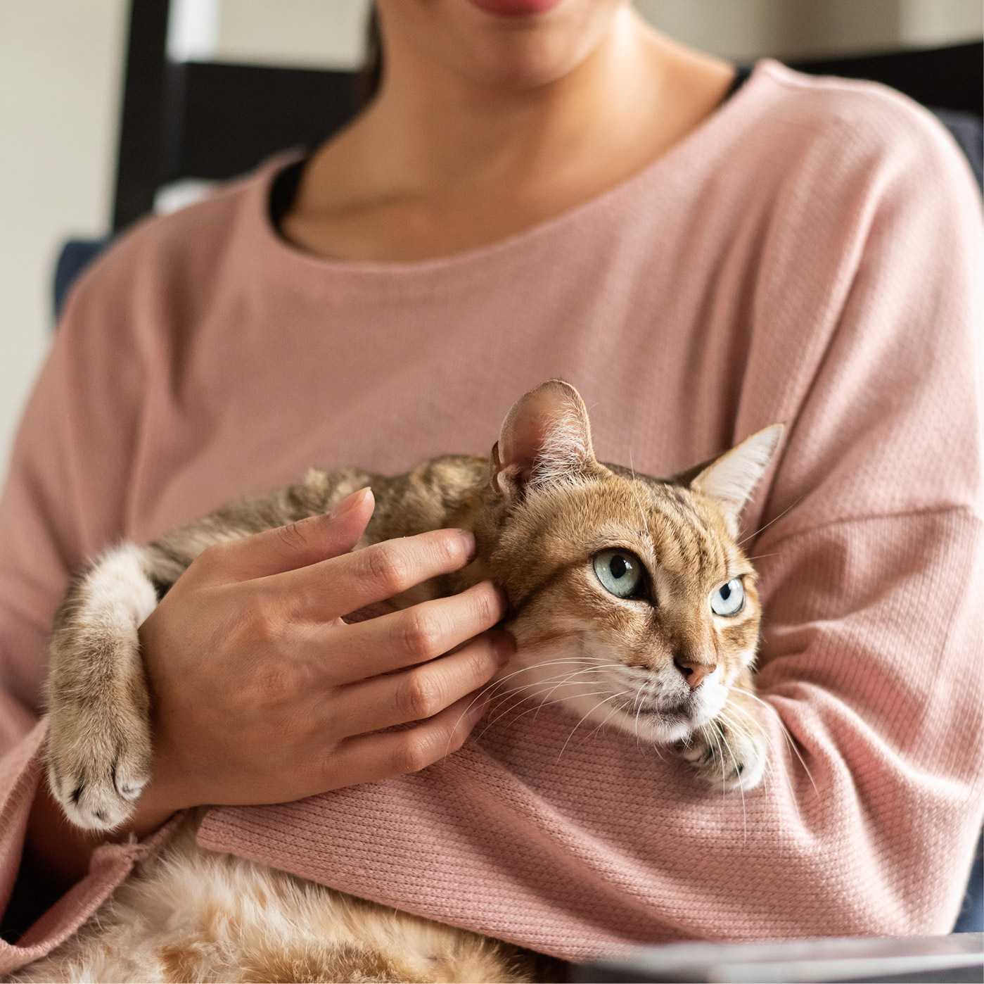 Vets-at-Home-3